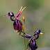 Amazing Flying Duck Orchid (Caleana major) : Beautiful & Awesome Flower from Australia