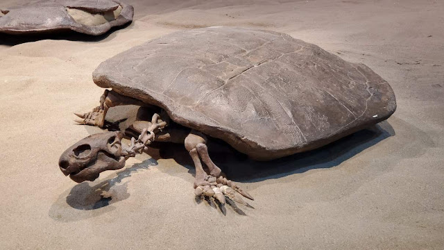 A tennis-ball-sized fossilized turtle egg, containing an almost fully developed embryo, was unearthed in east-central China. Nanhsiungchelyids