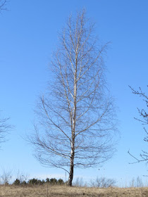 white birch tree winter shape