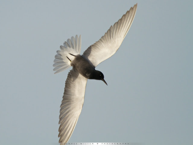 Zwarte Stern - Black Tern - Chlidonias niger 