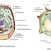 Biology Study Notes for Competitive Exams PDF Download