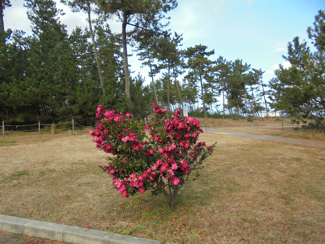 弓ヶ浜公園のサザンカ