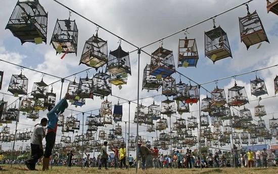 Amazing Bird Singing Contest in Yala 2010