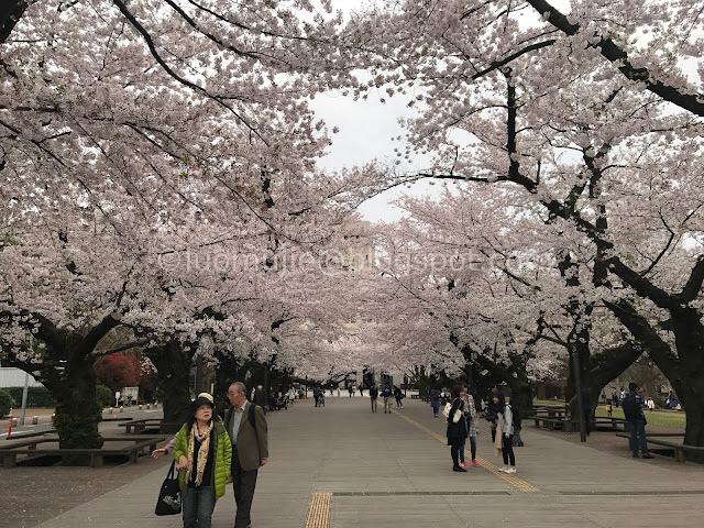 Japan cherry blossoms