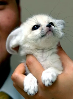 Esses animais costumam ser considerados adoráveis e despertam a vontade de serem acariciados e cuidados.