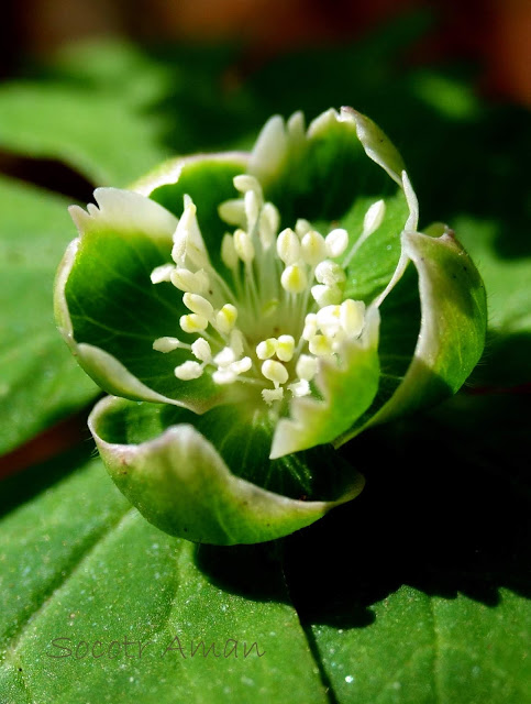 Anemone flaccida