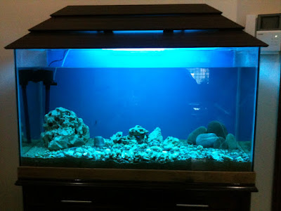 How To Care Of Fish Tank  How to clean fish Aquarium