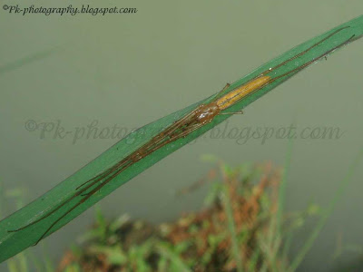 Long Jawed Spider