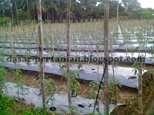 Jarak Tanam Cabai Rawit Yang Tepat dan Di Rekomendasikan Pada Petani