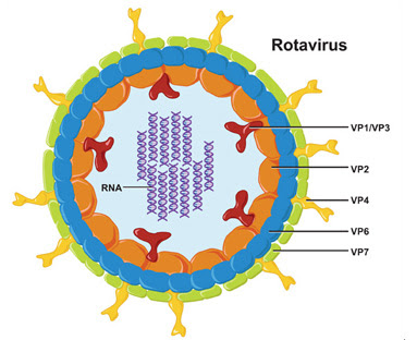 diagram rotavirus