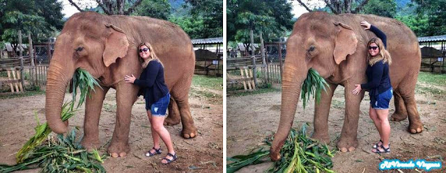 Interagindo com elefantes no Elephant Nature Park