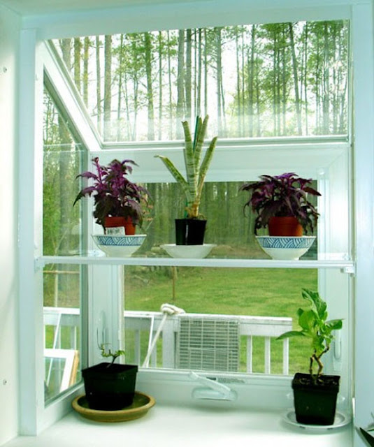 Bring a Green Atmosphere into Your House with Indoor Plants