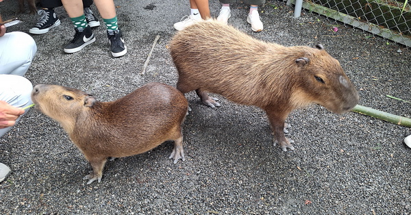 宜蘭三星張美阿嬤農場日式庭院小鹿水豚動物互動，親子活動好去處