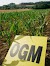Nuovi OGM: la maggioranza approva il primo via libera alla sperimentazione in Italia