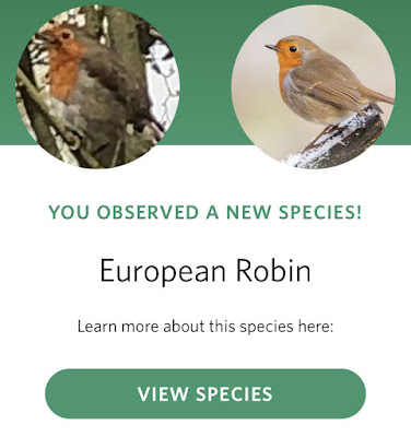 "Seek" correctly identifying a European Robin from my blurry-as-hell photograph.