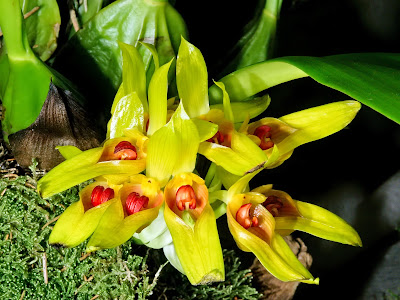 Bulbophyllum graveolens care and culture