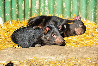 tasmania East Coast Natureworld tasmanian devil