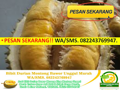 https://api.whatsapp.com/send?phone=6282243769947&text=Hallo,%20Saya%20mau%20info%20lengkap%20bibit%20durian