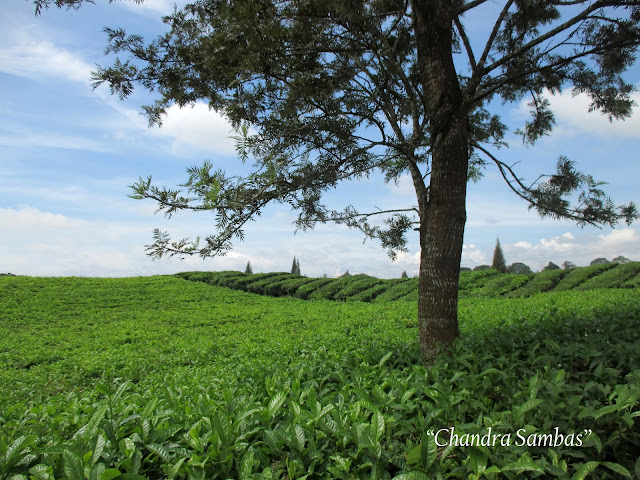 Kebun Teh Sidamanik