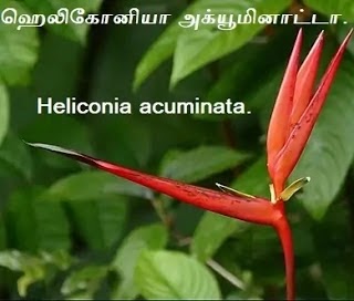 ஹெலிகோனியா அக்யூமினாட்டா - Heliconia acuminata.