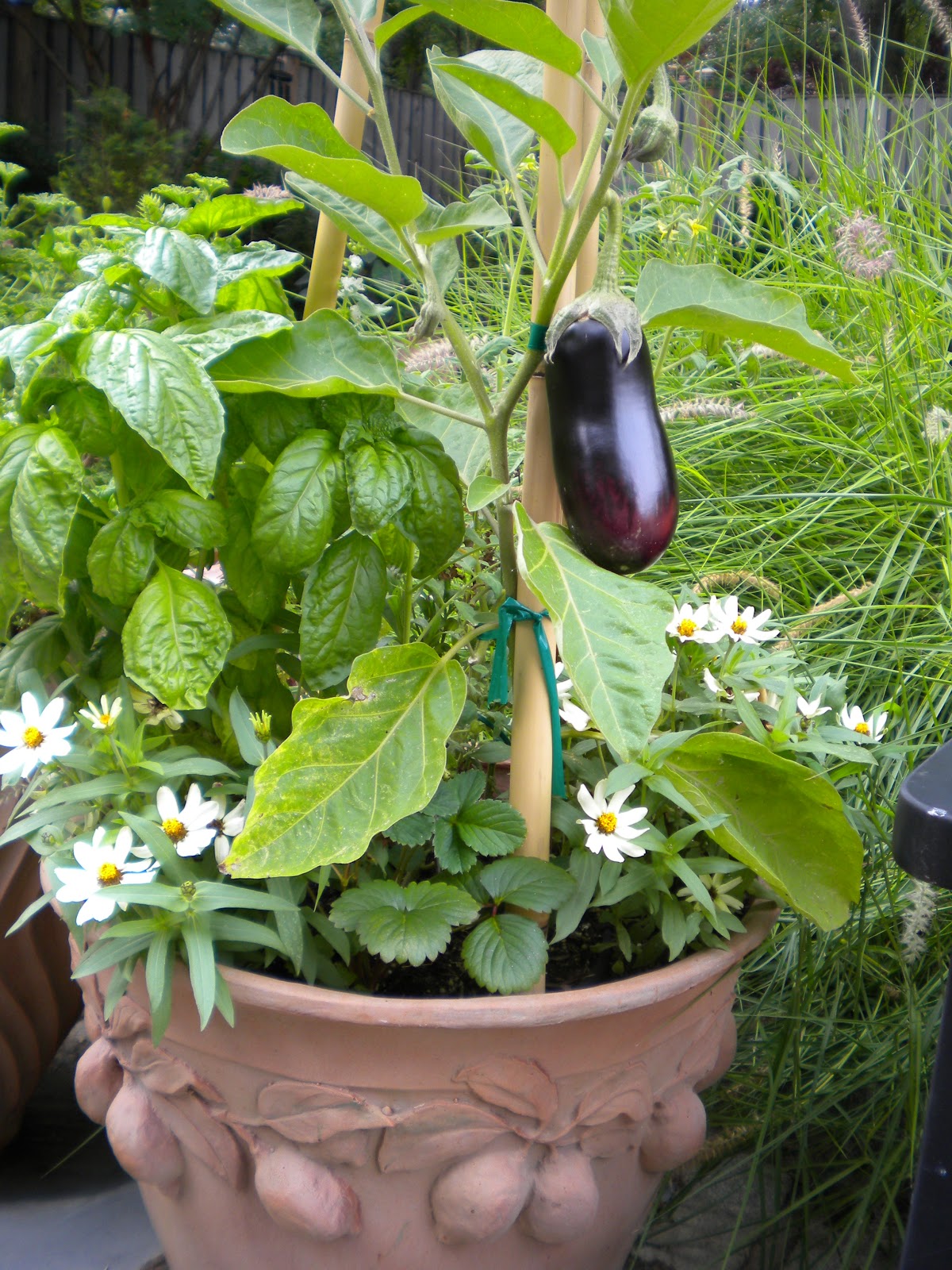 Best Backyard Vegetable Garden Ideas