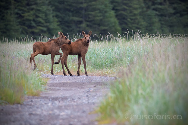 Moose Twin Calves