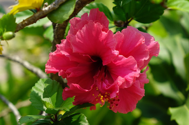 Cozumel is just one of the cruise ports you'll find hibiscus