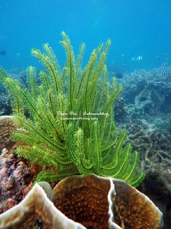 Tanjung Karang  Surga Penyelam  di Teluk Palu