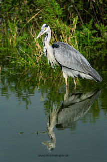 Wildlifefotografie Graureiher Olaf Kerber