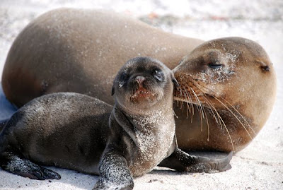 Sea lion kiss love animal pictures