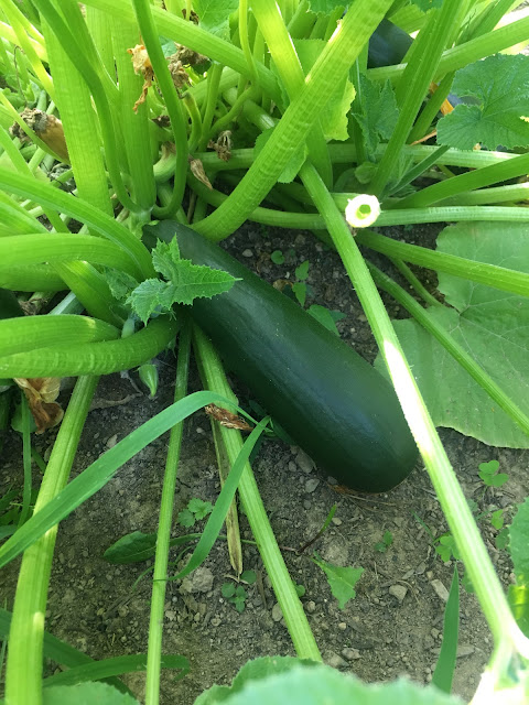Ruple Farms - farm fresh veggies!