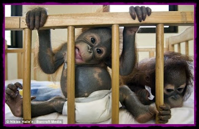 baby orang utan 