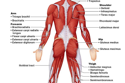 Diagram Of Muscles In Body