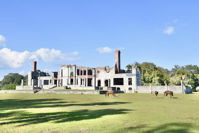 Wild horses on Cumberland Island grazing in front of the Dungeness ruins