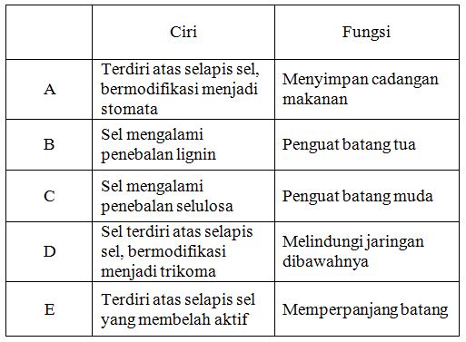  Perhatikan  gambar struktur jaringan  tumbuhan dibawah ini  