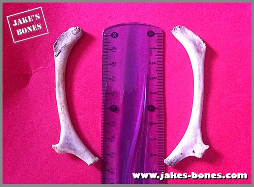 The common bone hardly anyone has heard of : Jake's Bones