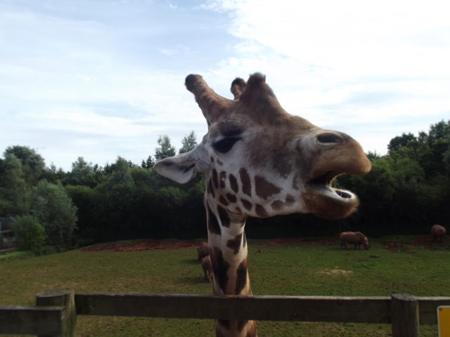 South Lakes Safari Zoo giraffe