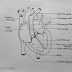 Simple Schematic Diagram Of Heart