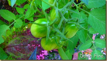 garden_029
