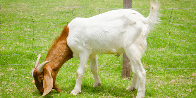 Cara Membeli Kambing  Kurban  Murah untuk Idul Adha 