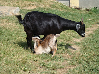 Khari bakhra in himalayan goat breeding , bungkot, gorkha , nepal