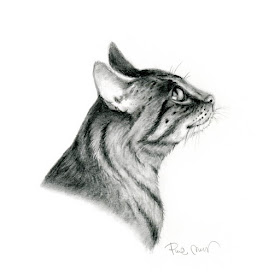 04-The-curious-cat-Pencil-Drawings-Pina-Muscas-www-designstack-co