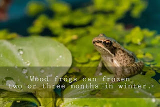 Frog Facts - The Fact Hub