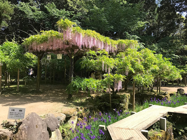 萬葉植物園, 紫藤花