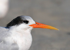 Elegant Tern