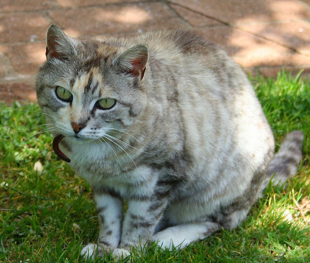 Australian Mist Cat