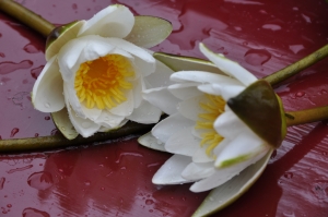 Koleksi Gambar  Cantik Gambar Bunga Lili Putih 