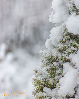 A small evergreen tree covered with snow and falling snow behind