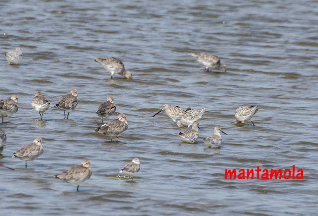 Asian Dowitcher