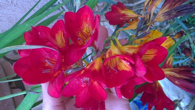 How to plant and grow freesia